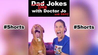 Dog Jokes with Doctor Jo & Remy - Gingerbread Man #shorts