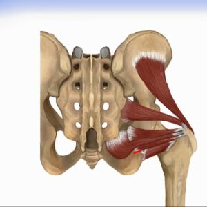 Hip Muscles - Lateral Rotator Group & Gluteus Muscles