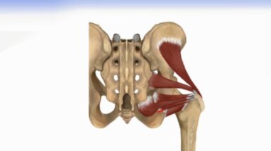 Hip Muscles - Lateral Rotator Group & Gluteus Muscles