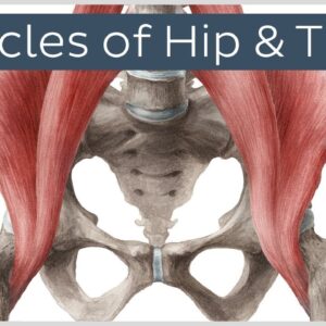 Muscles of the Hip and Thigh - Human Anatomy | Kenhub